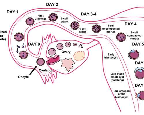 郑州供卵代生流程,试管婴儿一定要剖腹产吗?-武汉康健医院做试管签约好吗_秦
