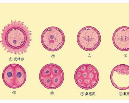 郑州怎么预约供卵试管婴儿,郑州助孕机构-郑州三代试管医院