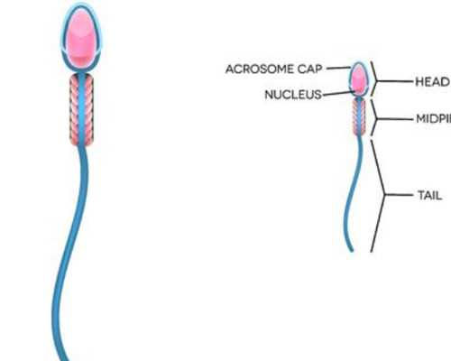 郑州代生儿子,郑州三代试管哪个医院好？哪个医院成功率高？_上海正规供卵试