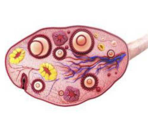 郑州可以做的供卵试管,河南郑州供卵试管多少钱（郑州供卵费用）