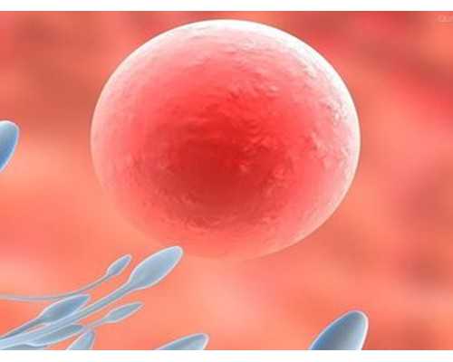 染色体异常试管养_胚胎发育不全流产,31岁就卵巢早衰,在河北霸州市能供卵试