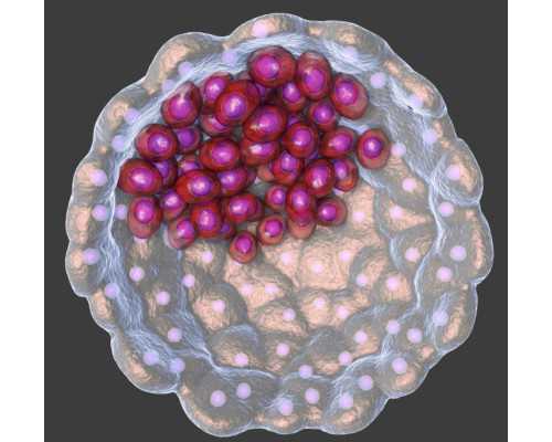 弱精好怀孕吗_试管三代,泰国试管婴儿对身体有危害吗？促排会使人早衰吗？